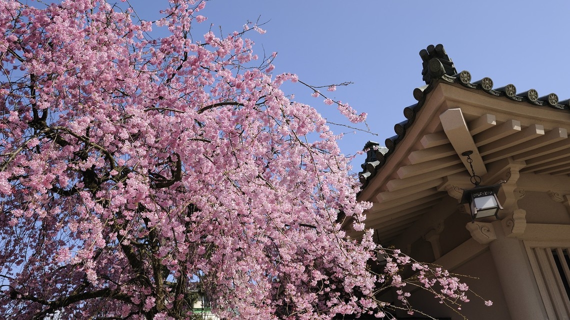 【3000本の桜めぐり】山中温泉さくら巡り〜桜マップ＆ガソリン券付き／桜鯛姿造りで春を味わう