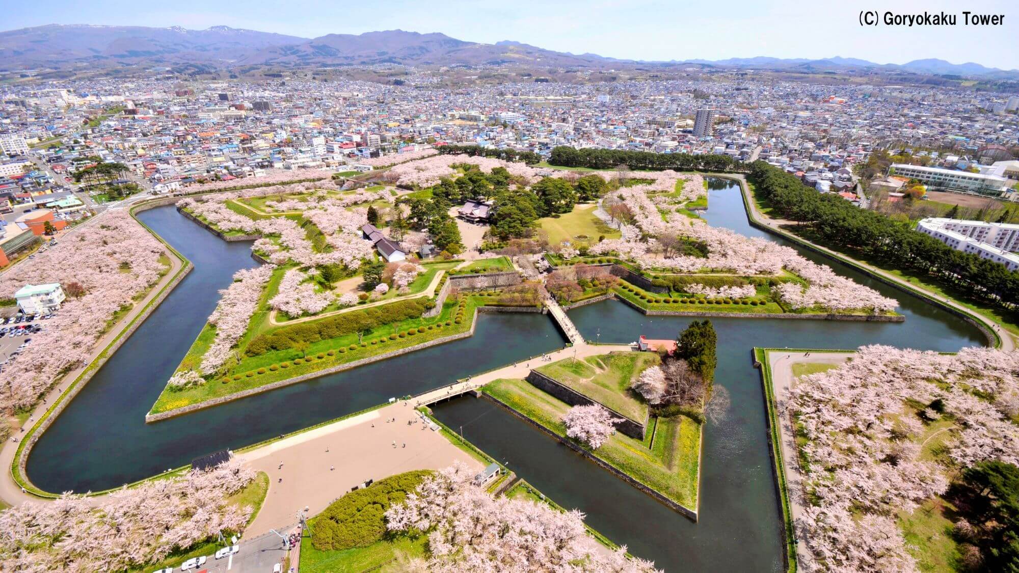 【春の五稜郭公園】お車約60分。星形の桜並木が満開！約1,600本の桜が彩る春の絶景をお楽しみくださ