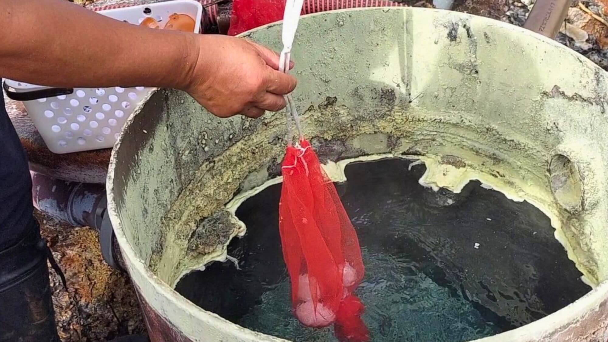 【温泉たまご作り体験】お子様も楽しく作れる温泉たまご。出来立てをその場で味わう感動体験！