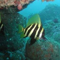 夏先取り♪南伊豆GWプラン♪