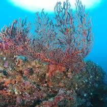 南伊豆の海中４