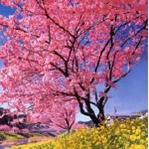 一足早い春の訪れ　桜と菜の花