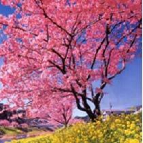 一足早い春の訪れ　桜と菜の花