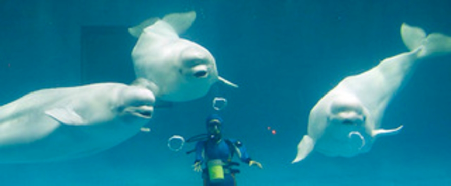 幸せのバブルリングで有名な白イルカがいる「しまね海洋館アクアス」