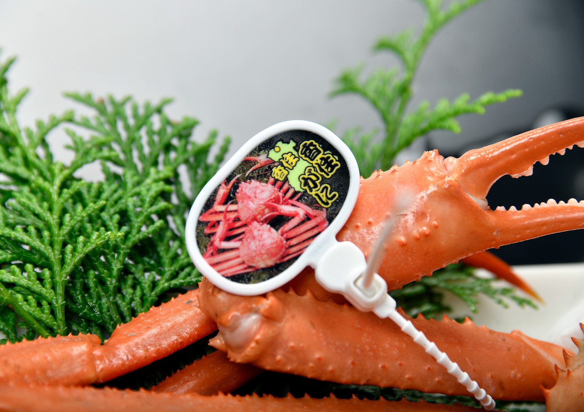 春こそ旨い香住ガニを堪能する贅沢プラン。活け香住ガニ会席プラン