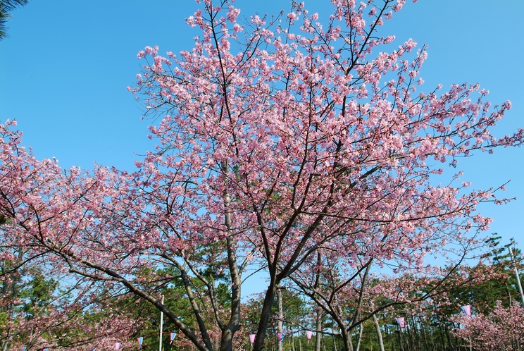 2月下旬がベスト　白子桜