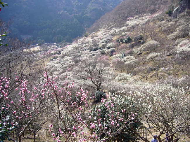 湯河原梅林