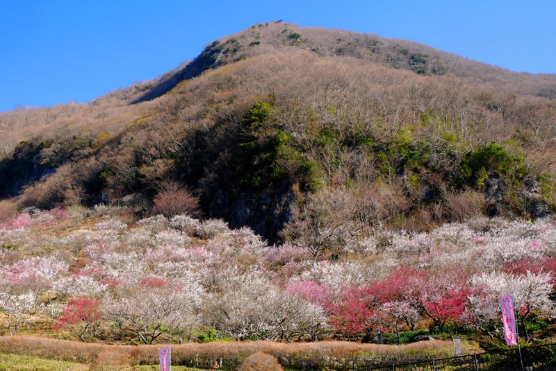 湯河原梅林