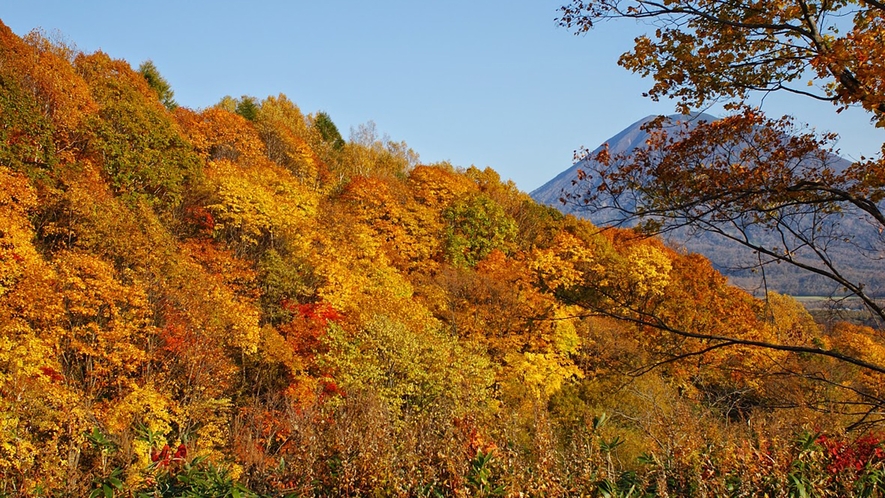 ◆秋のニセコは紅葉が楽しめます