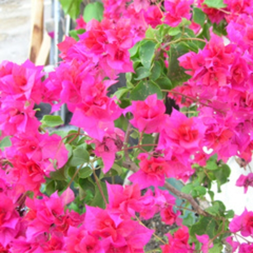 *〜ホテル周辺・南国の風景〜沖縄ならではの花々をお楽しみ下さい。