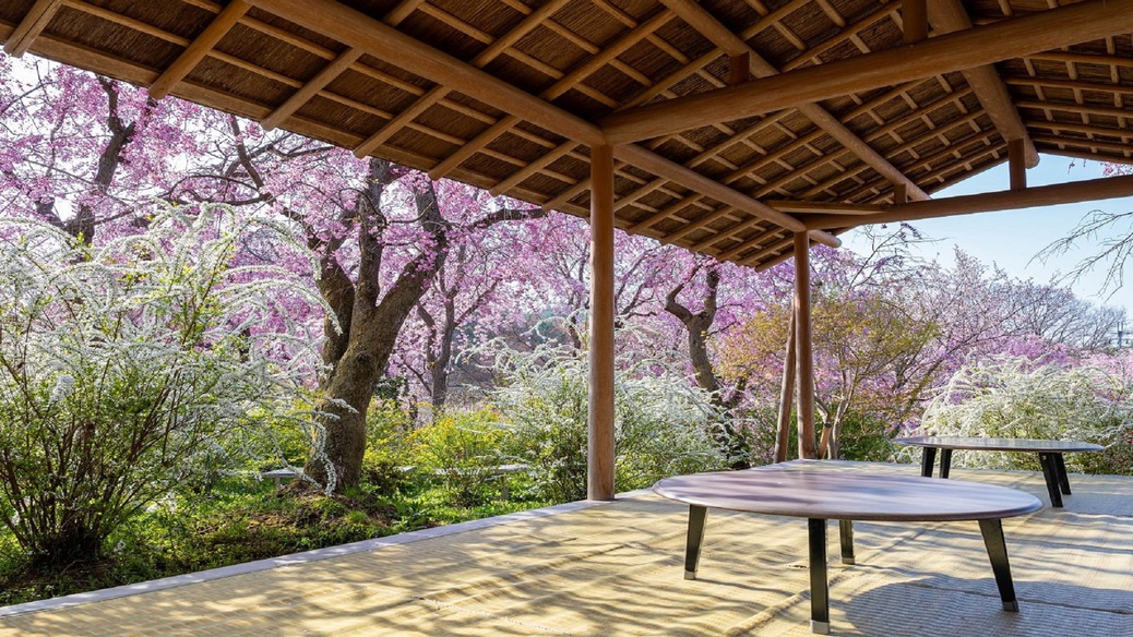 【一期一会の桜に出会う…春のイチ推し朝活】特別早朝拝観プラン（朝食付き）
