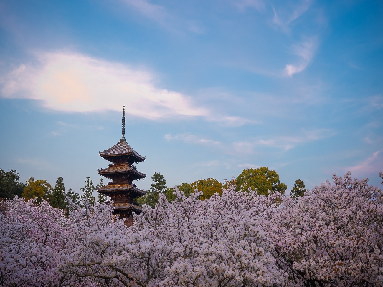 【今春初開催！世界文化遺産 仁和寺を貸切に】二夜限りの特別夜間拝観プラン（夕朝食付）