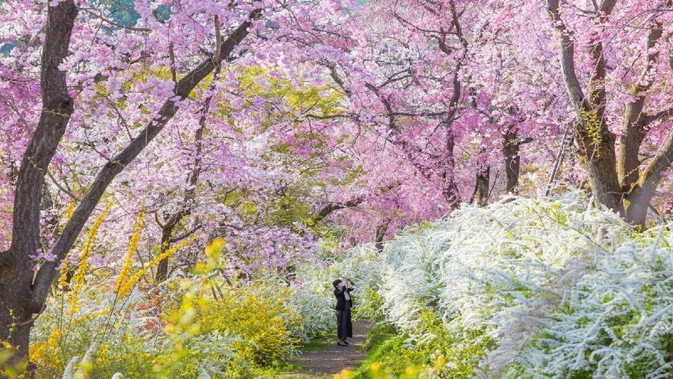 【一期一会の桜に出会う…春のイチ推し朝活】特別早朝拝観プラン（朝食付き）