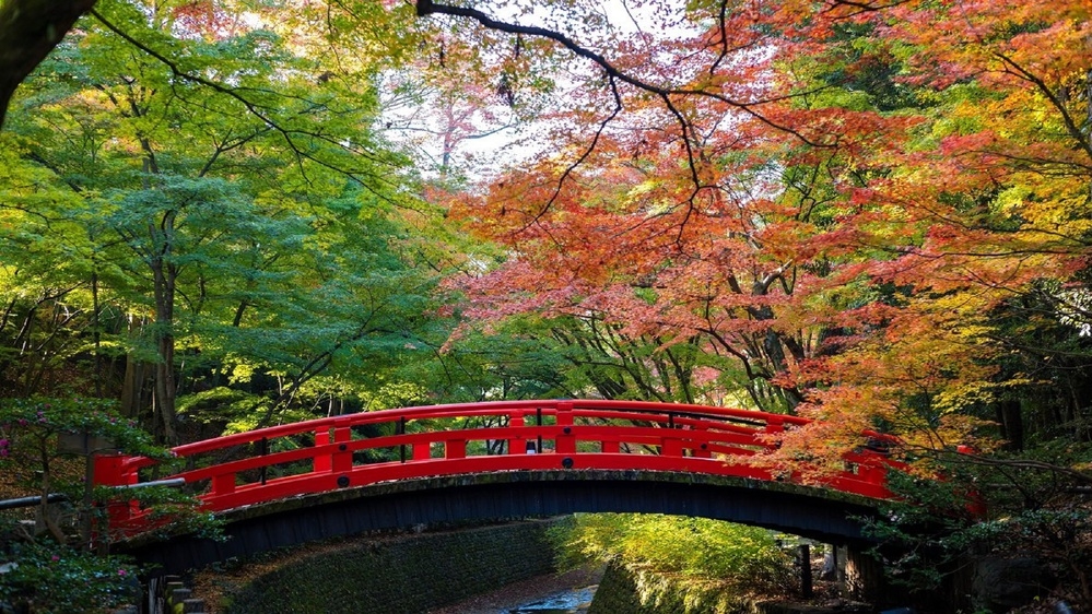 【少人数貸切で開門前の紅葉の名所へ…秋のイチ推し朝活】特別早朝拝観プラン（朝食付き）