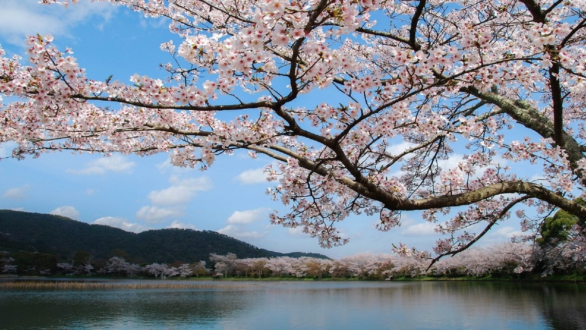 【一期一会の桜に出会う…春のイチ推し朝活】特別早朝拝観プラン（朝食付き）