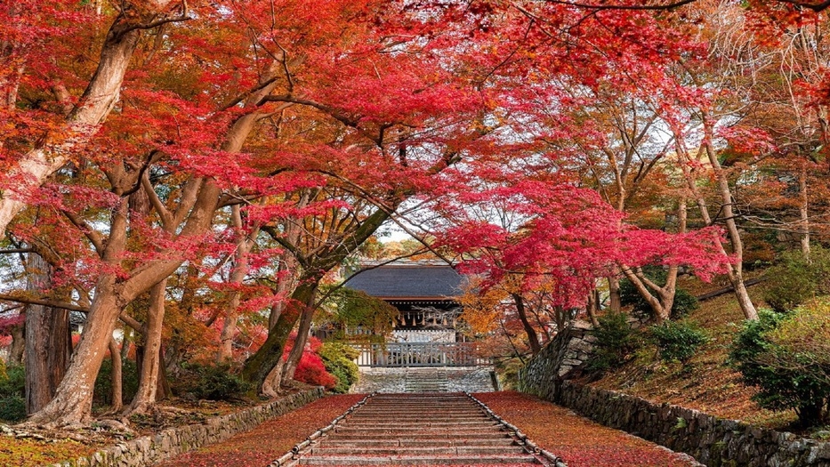 【少人数貸切で開門前の紅葉の名所へ…秋のイチ推し朝活】特別早朝拝観プラン（朝食付き）