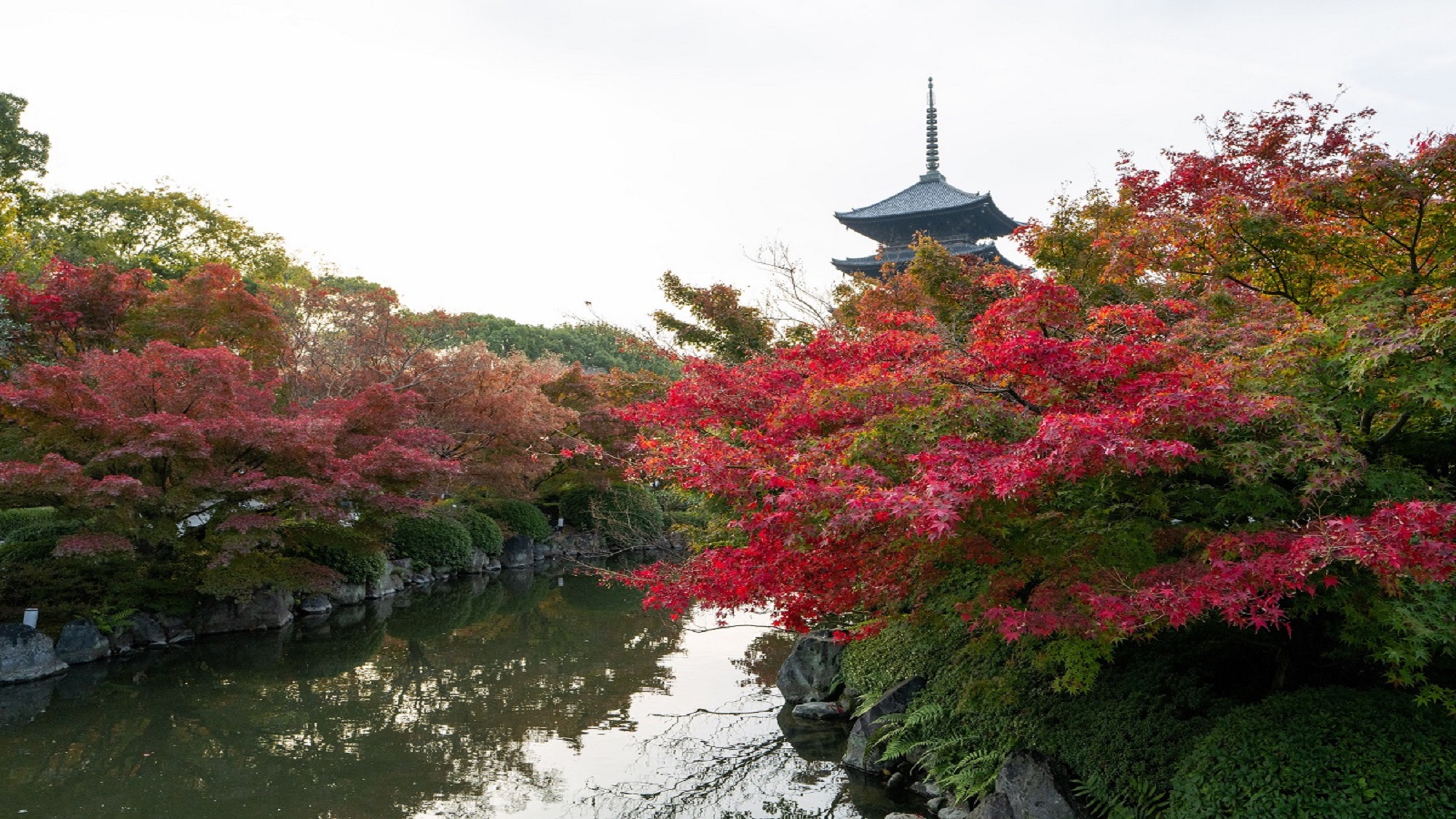 【東寺】秋の特別早朝拝観プラン