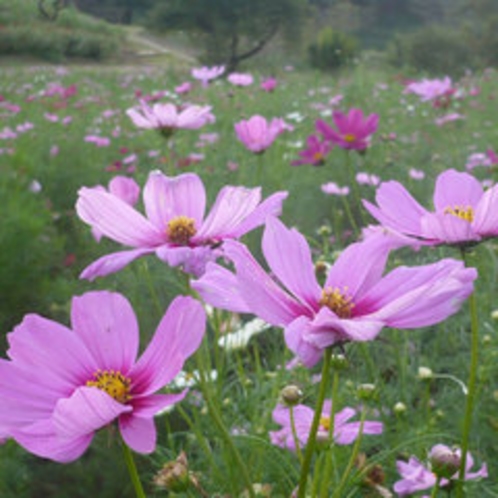 長瀞花の里のコスモス（9月下旬〜10月中旬）お車で約１０分