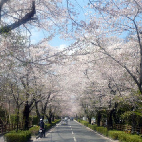 長瀞北桜通りの桜（4月中旬）お車で約15分