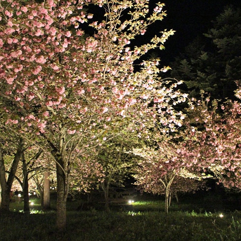 通り抜けの桜ライトアップ（4月中旬～下旬）※天候や気温により前後します）