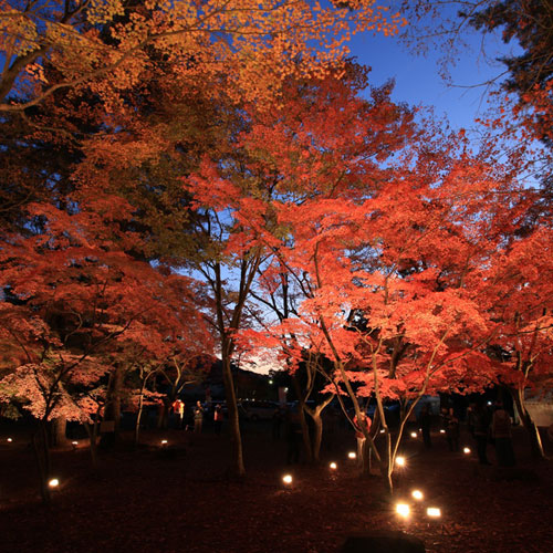 月の石もみじ公園の紅葉（11月中旬～下旬）※お車で約15分