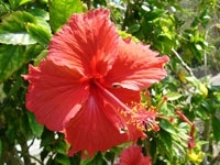 大浜海浜公園のハイビスカス