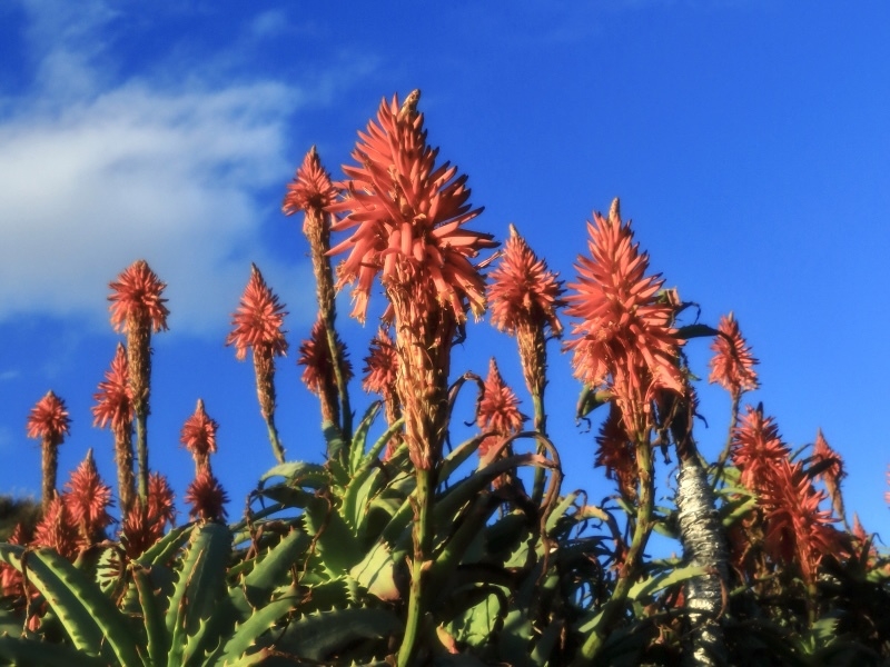 秋の伊豆下田でガーデンでナイトBBQ♪【夕食付き】