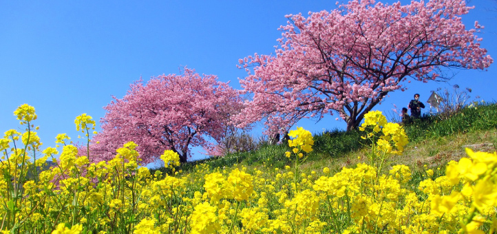 みなみの桜と菜の花まつり2024