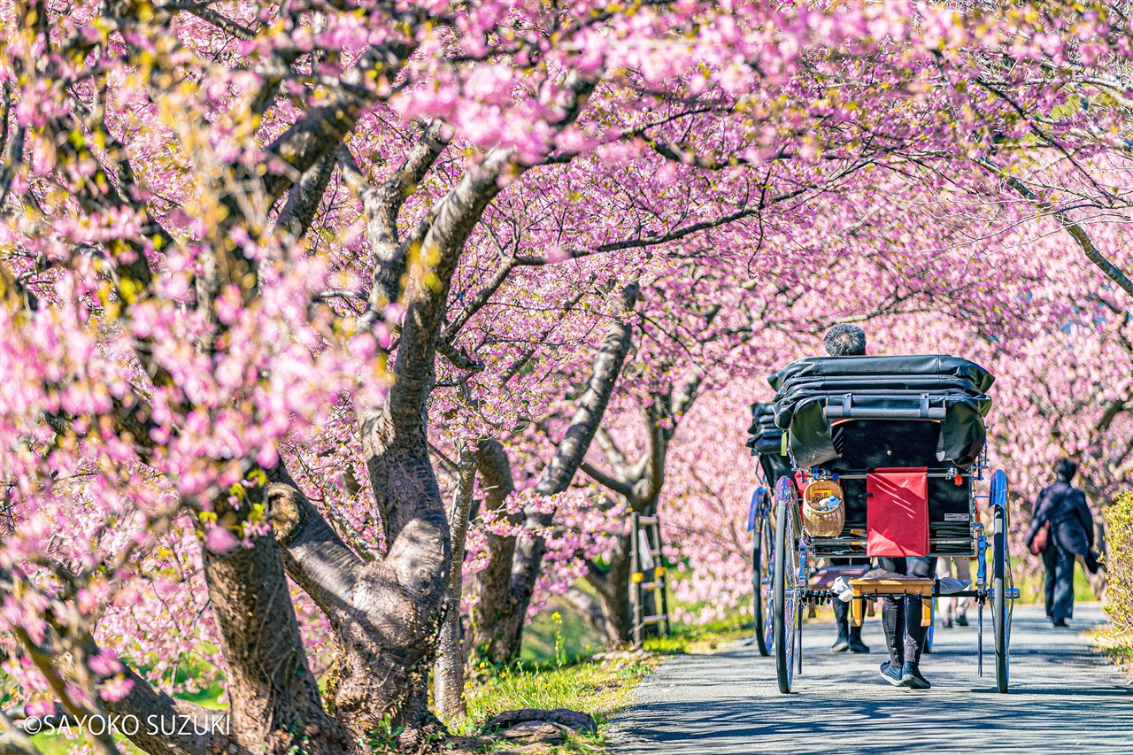みなみの桜と菜の花まつり 人力車