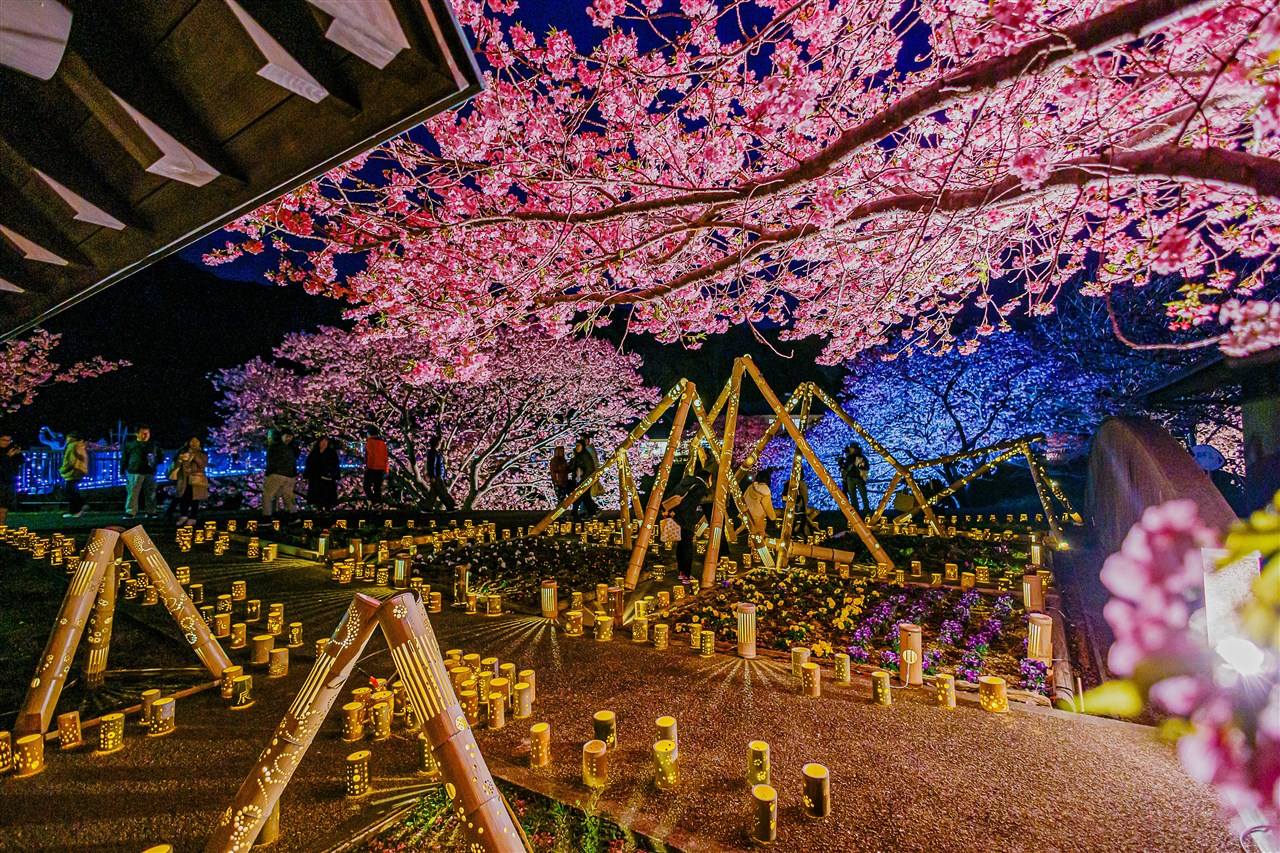 夜桜もとても美しく、竹アートも共にお楽しみいただけます。
河津桜まつり2025