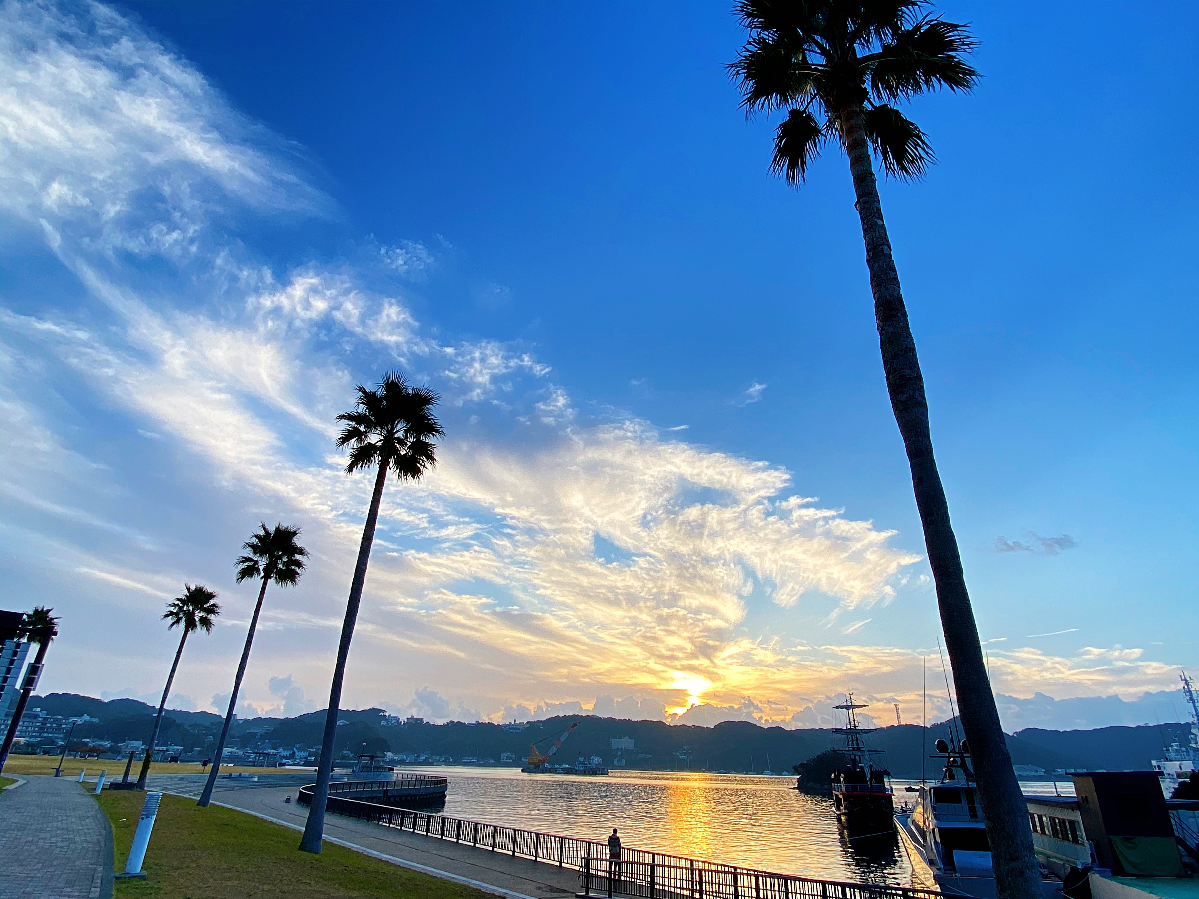 まどが浜海遊公園／ヤシ