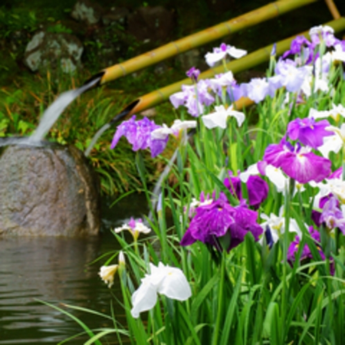 花菖蒲（長谷寺）