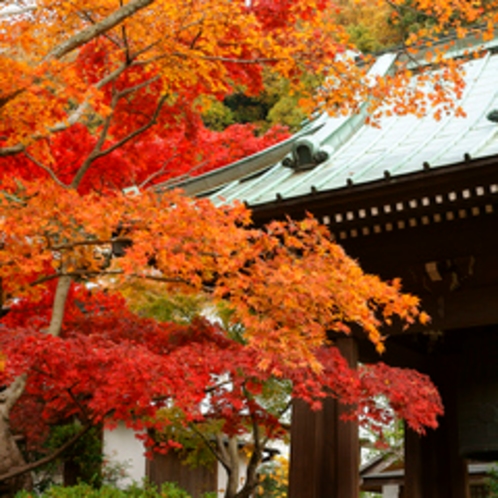 海蔵寺の紅葉