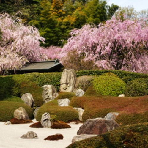 しだれ桜が優雅に咲く明月院