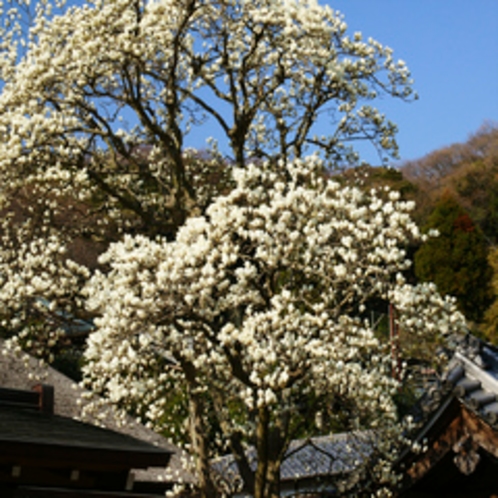 満開の白木蓮(円覚寺)