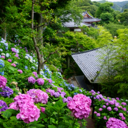 眺望散策路の紫陽花が美しい長谷寺