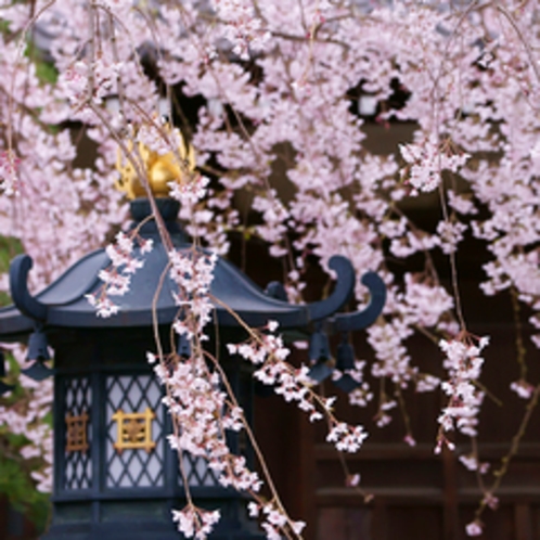 枝垂れ桜咲く本覚寺