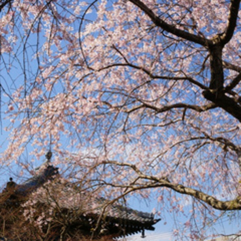 しだれ桜咲く本覚寺