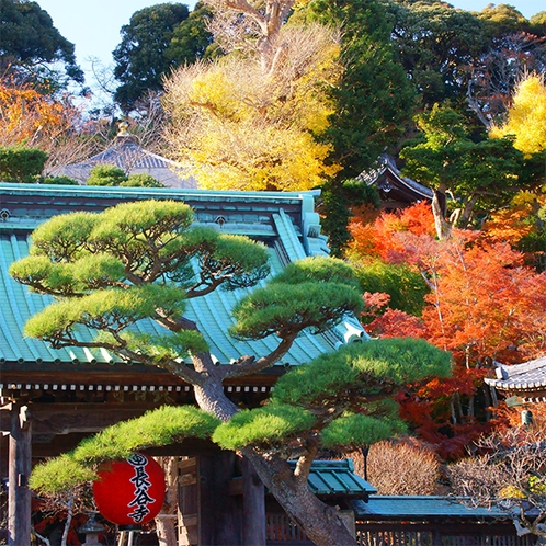 紅葉に彩られる山門（長谷寺）