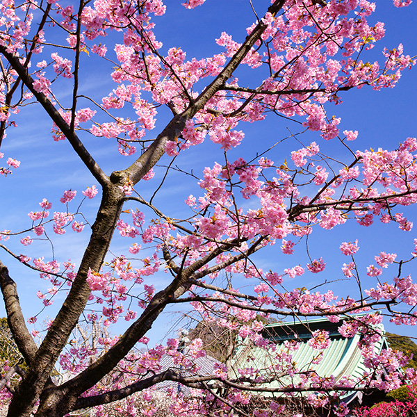 河津桜咲く長谷寺