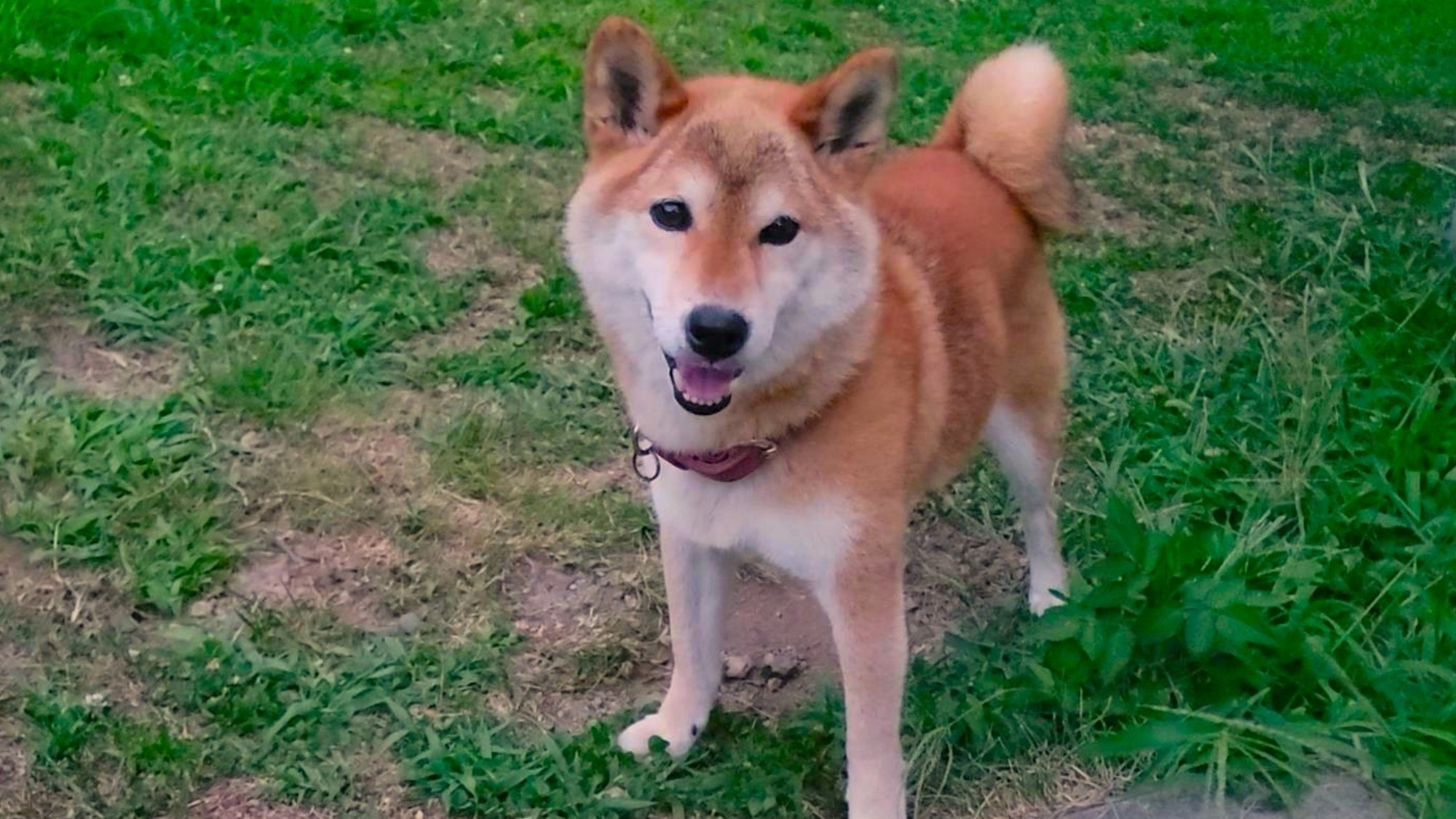 【5％OFF】【楽天スーパーSALE】愛犬と過ごすグランコテージプラン(2食付)