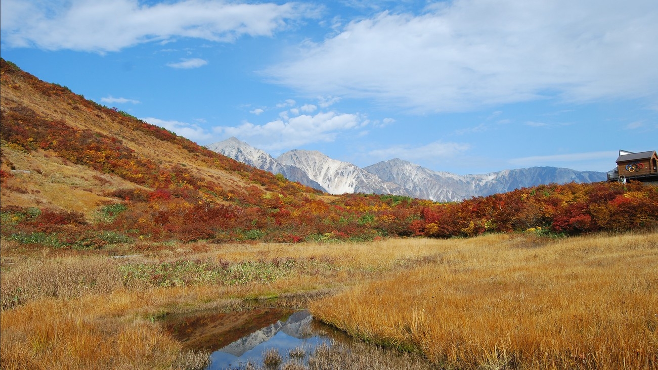 【八方アルペンライン往復券付】リフトで白馬の花と展望の山へ！雲上のトレッキングで深呼吸＜2食付＞