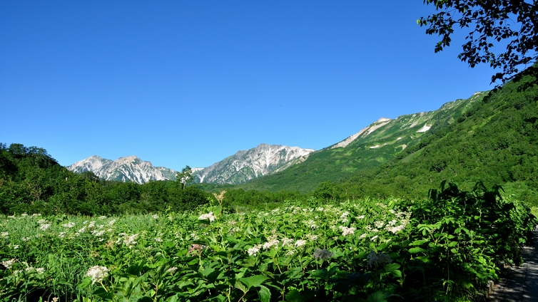 【栂池パノラマウェイ往復券＋自然園チケット付】絶景と大自然を満喫しよう（2食付）
