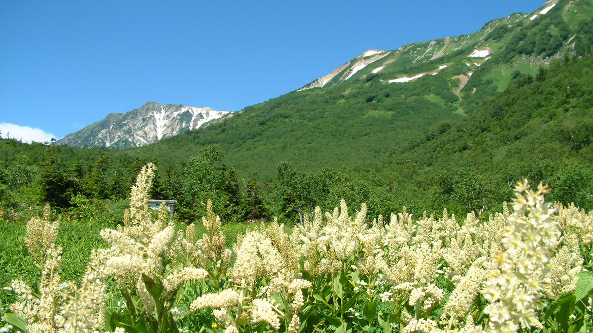 【栂池自然園】もっとも花の多い夏の時期。