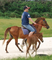 与那国馬乗馬③