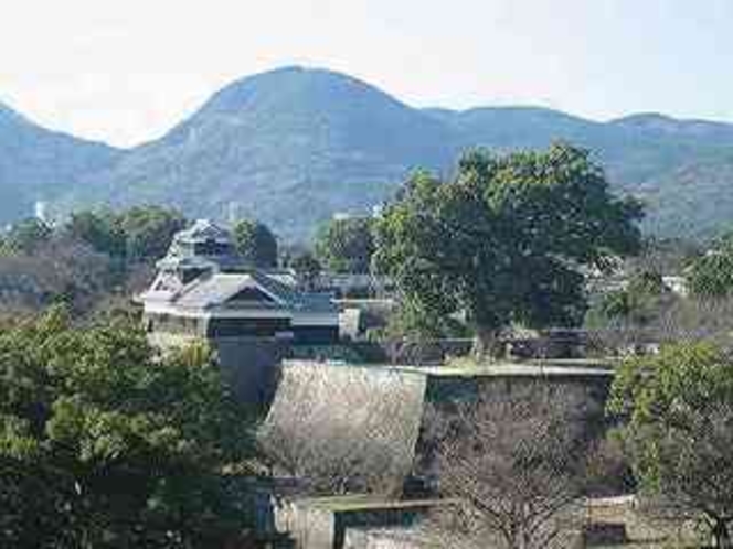 熊本城内の大クス