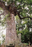 小木阿蘇神社のクス