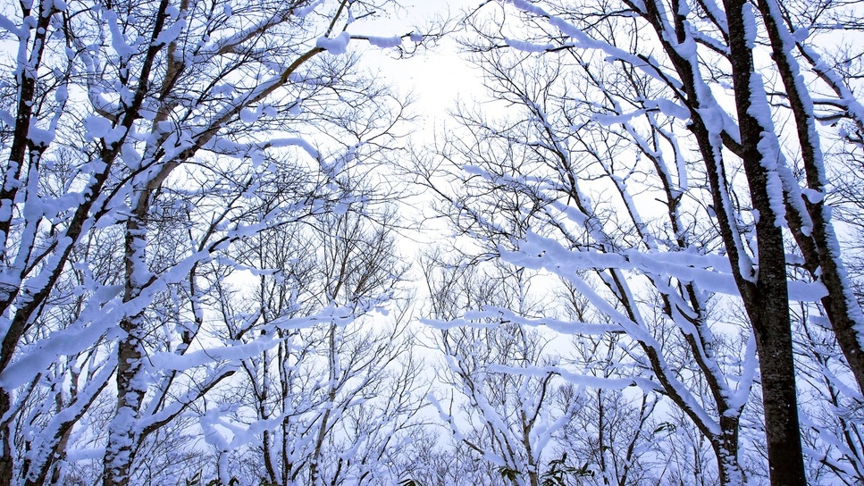 【さき楽55】55日前予約早取り＜事前決済限定＞リフト券付スキープラン｜1泊2食付