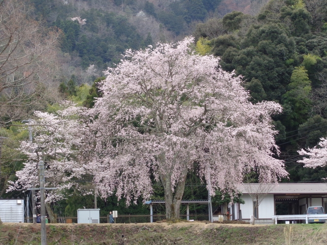 最寄り駅、京都丹後鉄道、四所駅の枝垂れ桜（車で約2分）