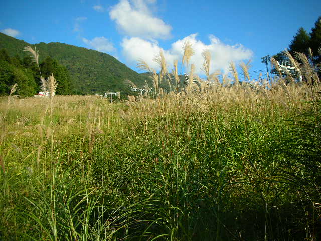 雪が降る前に刈り取ってしまいますが、すすきの群生があります。